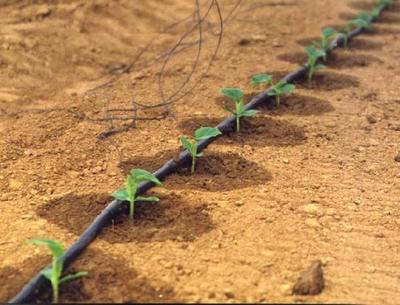 ���̰���